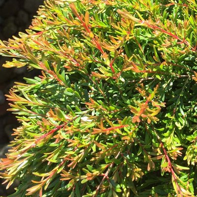 Image of Tall Baekea