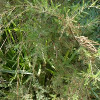 Image of Baeckea (Weeping)