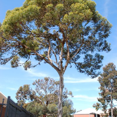 Image of Bald Island Marlock