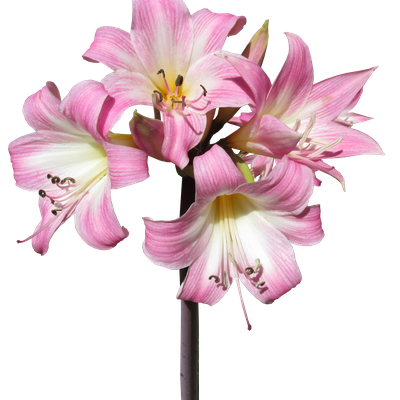 Image of Belladonna Lily