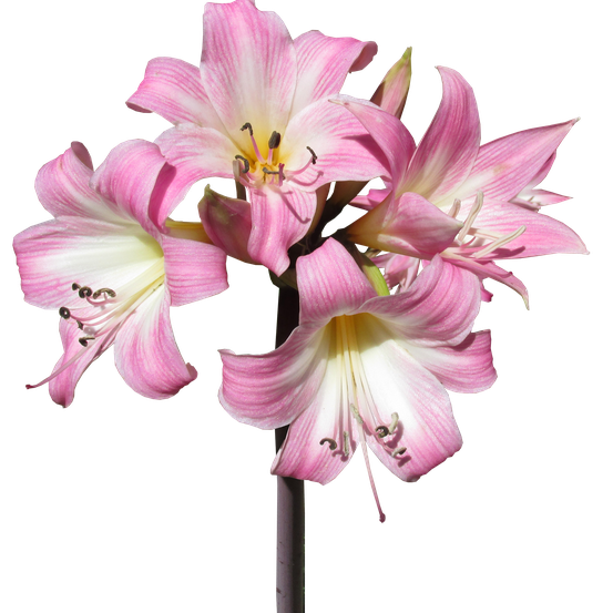 Image of Belladonna Lily