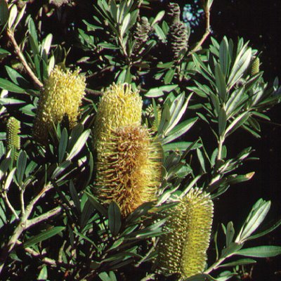 Image of Honeysuckle Oak