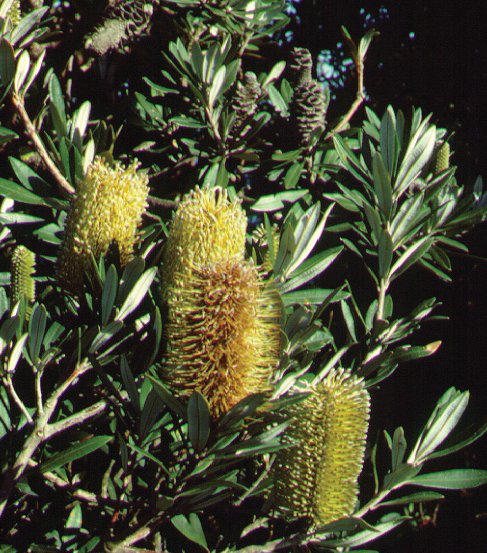 Image of Honeysuckle Oak