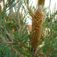 Image of Banksia (Hairpin Dwarf)