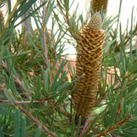 Image of Banksia (Hairpin Dwarf)