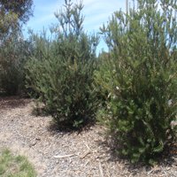 Image of Banksia (dwarf marginata)