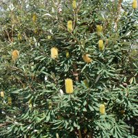 Image of Banksia (Coastal)