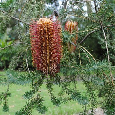 Image of Heath Banksia