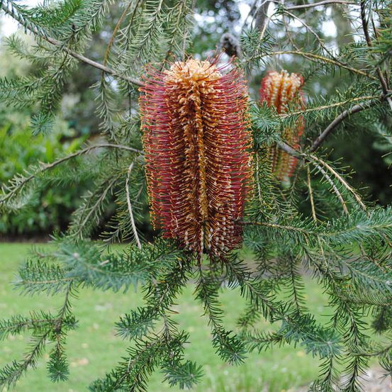 Image of Heath Banksia