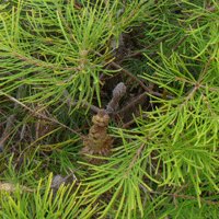 Image of Banksia (Hairpin)