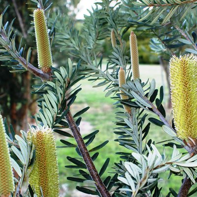 Image of Silver Banksia