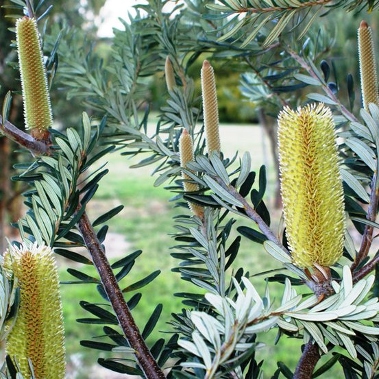 Image of Silver Banksia