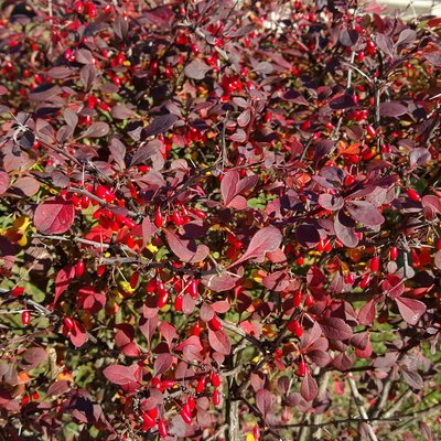 Image of Barberry