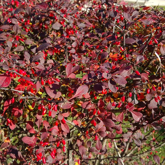 Image of Bearberry Cotoneaster