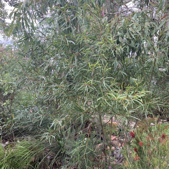 Image of Barren Mountain Mallee