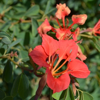 Image of Pride of the Cape