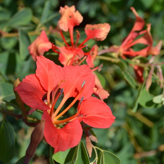 Image of Pride of the Cape