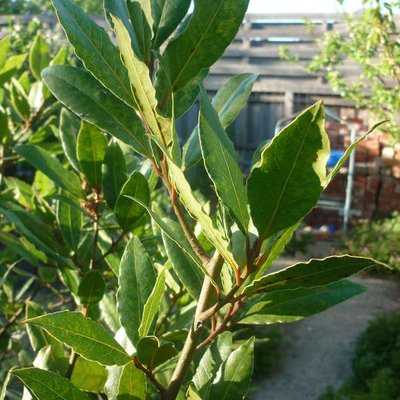 Image of Bay Tree