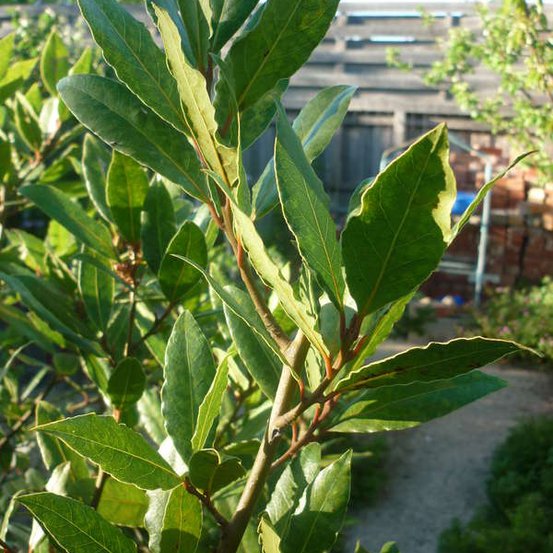 Image of Bay Tree