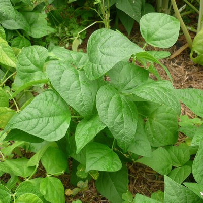 Image of Beans