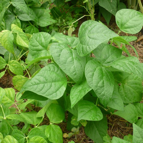 Image of Beans