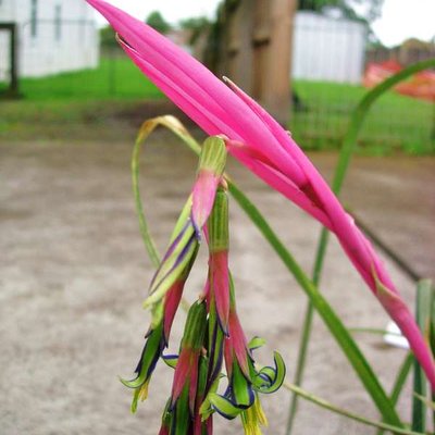 Image of Queen's tears