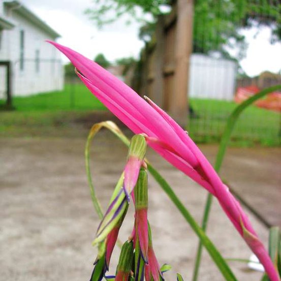 Image of Queen's tears