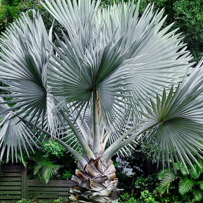 Image of Bismark Palm