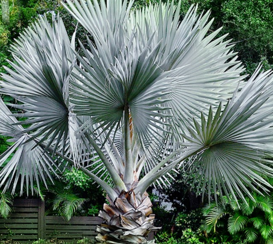 Image of Bismark Palm