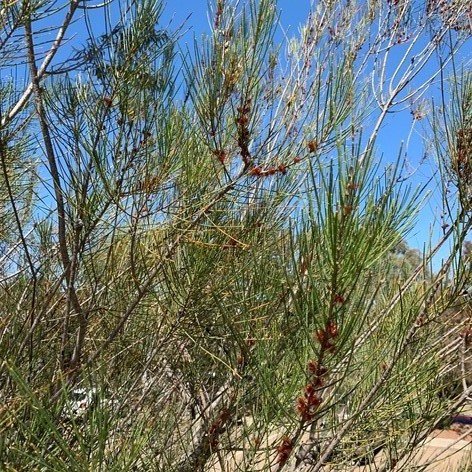 Image of Black She-oak