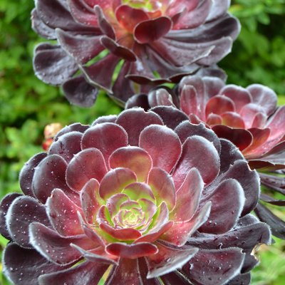 Image of Black Aeonium