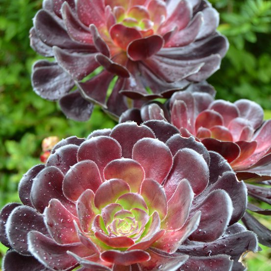 Image of Black Aeonium