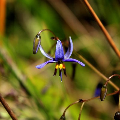 Image of Black Anther Flax Lily