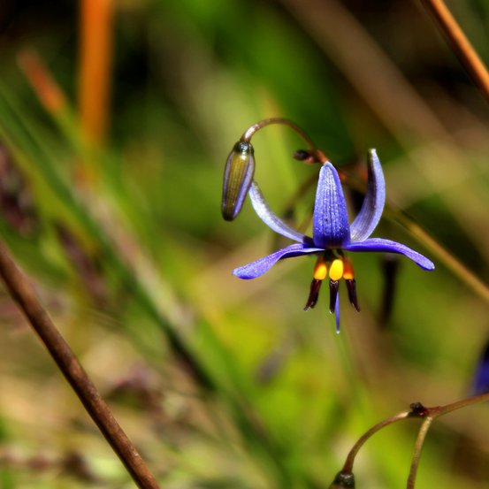 Image of Black Anther Flax Lily