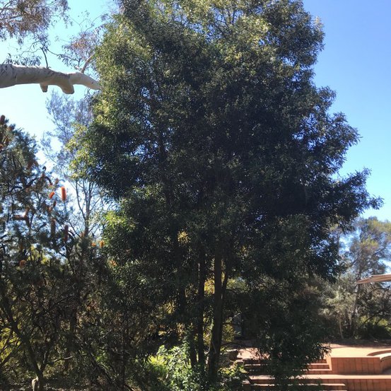 Image of Blackwood