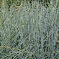 Image of Blue Fescue