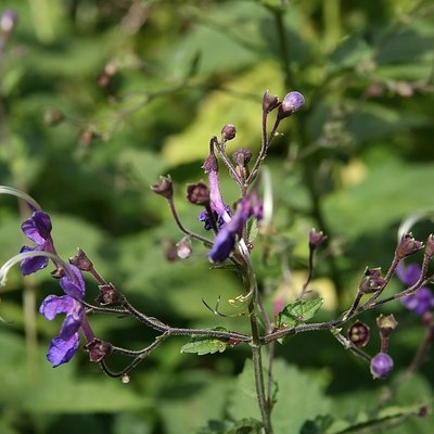 Image of Blue Spiraea