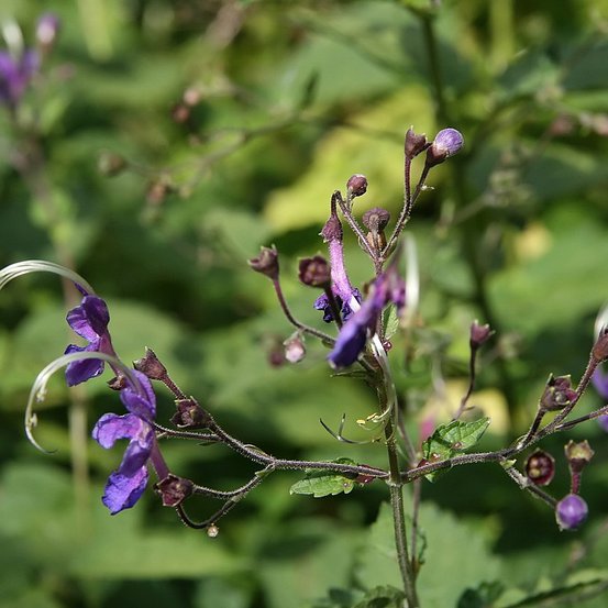 Image of Blue Spiraea