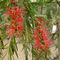 Image of Bottlebrush (Dawson River)