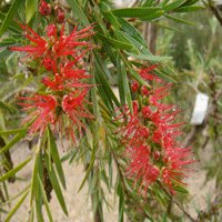 Image of Bottlebrush (Dawson River)