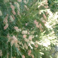 Image of Bottlebrush (Baroondah Station) 
