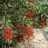 Image of Bottlebrush (King’s Park)