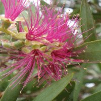 Image of Bottlebrush (Mauve Mist)