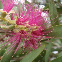 Image of Bottlebrush (Mauve Mist)
