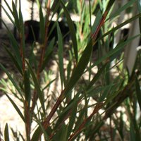 Image of Bottlebrush (River)