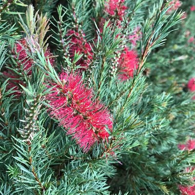 Image of Bottlebrush (Cherry Time)