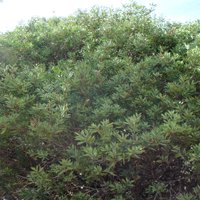 Image of Bottlebrush (Lemon)