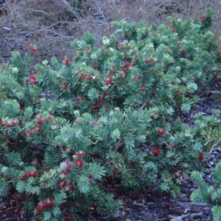 Image of Bottlebrush (Little John)