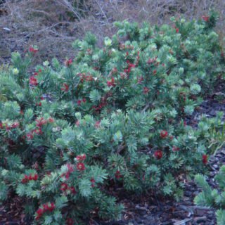 Image of Bottlebrush (Little John)