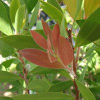 Image of Bottlebrush (Splendens) 